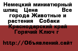 Немецкий миниатюрный шпиц › Цена ­ 60 000 - Все города Животные и растения » Собаки   . Краснодарский край,Горячий Ключ г.